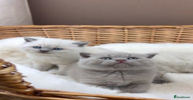 British Shorthair cats - Advert 10