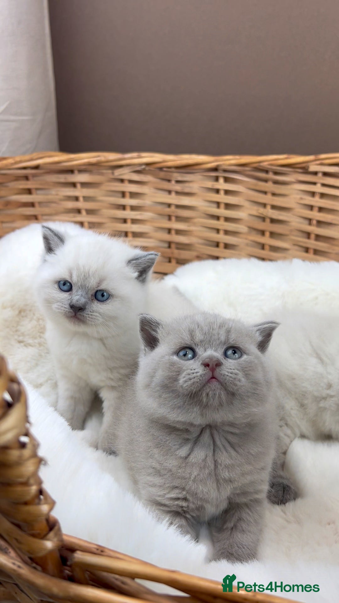 British Shorthair cats for sale: GCCF Health tested British Shorthaired kittens - Image 2