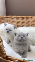 British Shorthair cats - Advert 7