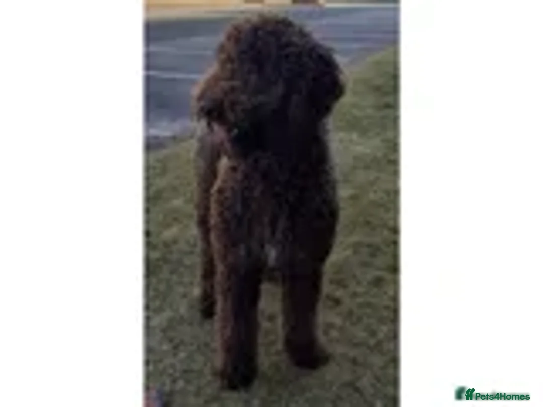 Labradoodle dogs for stud: Hypoallergenic Health Checked Labradoodle PROVEN  - Advert 2