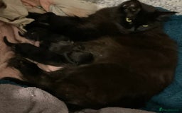 Maine Coon cats for sale: Maine Coon Male- Silver Tabby Kitten  - Image 10