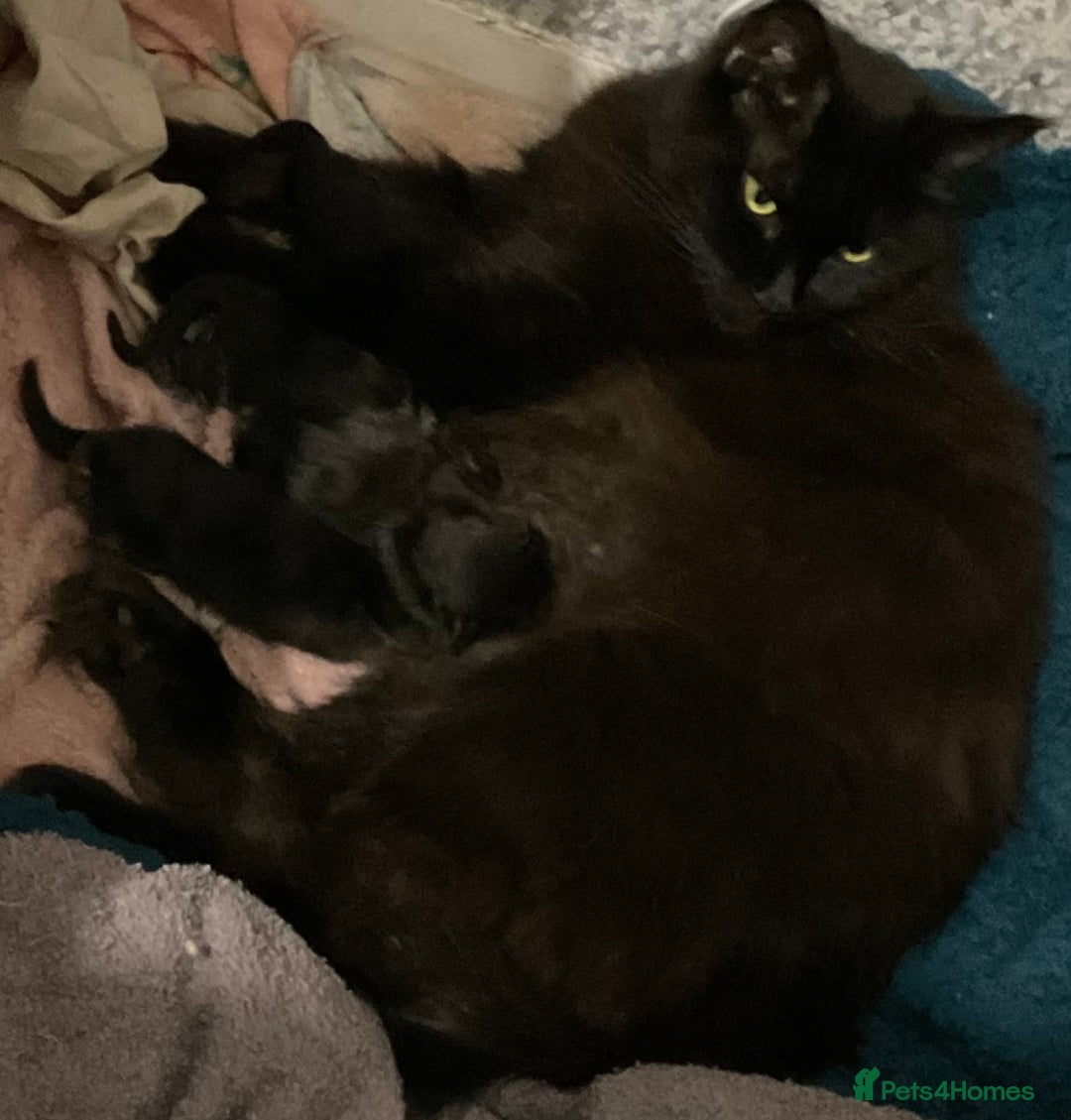 Maine Coon cats for sale: Maine Coon Male- Silver Tabby Kitten  - Image 10