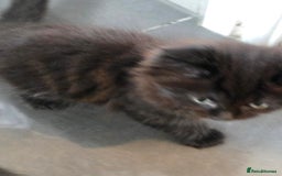 British Longhair cats for sale: 7 kittens boys and girls. British longhair cross  - Image 39