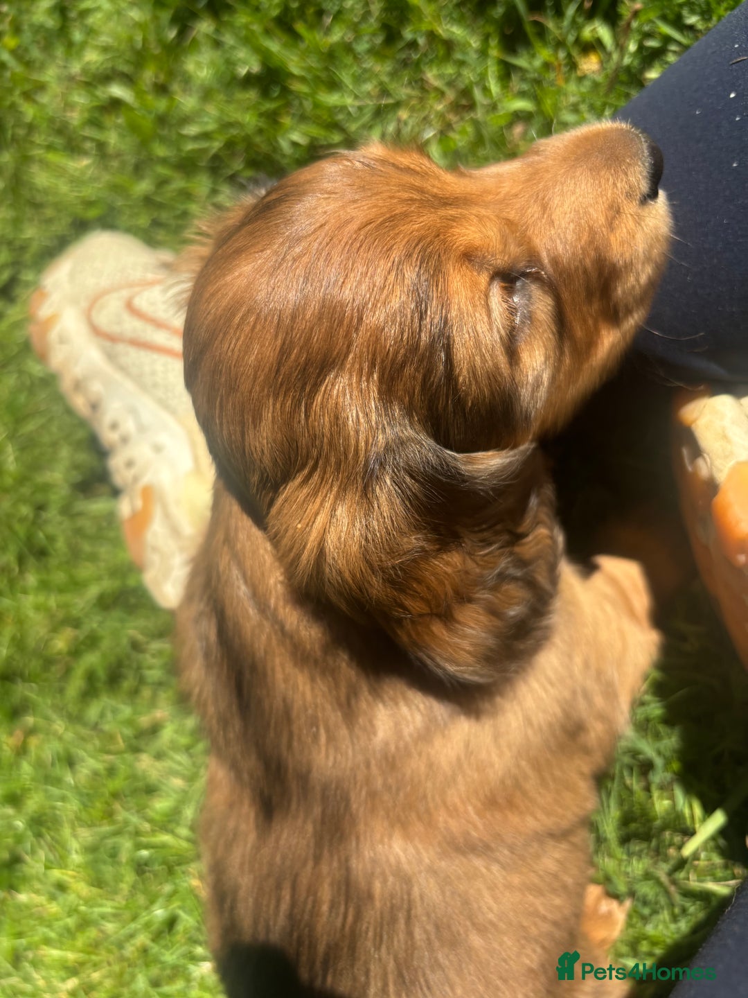 Dachshund dogs for sale: 2 American Red Long Haired Dachshund Puppies - Image 11