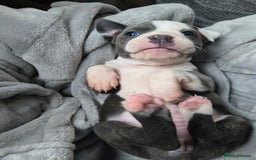 Staffordshire Bull Terrier dogs for sale: Staffordshire Bull Terrier  - Advert 17