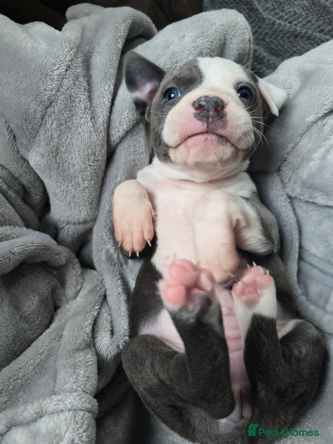 Staffordshire Bull Terrier dogs for sale: Staffordshire Bull Terrier  - Advert 17