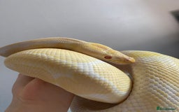 Mixed Breed reptiles for sale: Reptile, invert and amphibian rescue service.  - Image 5