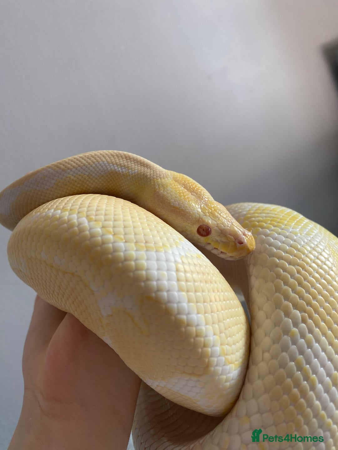 Mixed Breed reptiles for sale: Reptile, invert and amphibian rescue service.  - Image 5