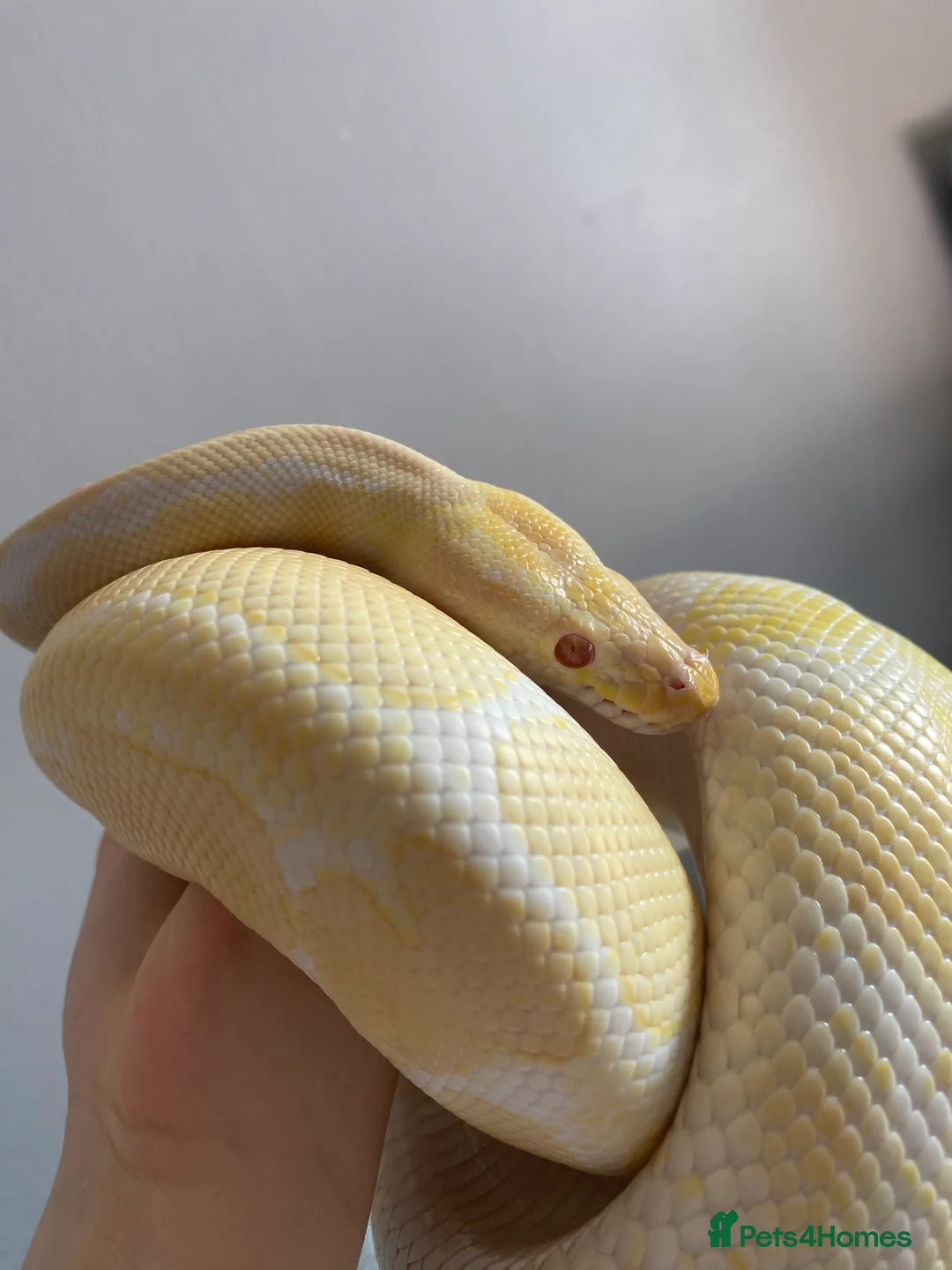 Mixed Breed reptiles for sale: Reptile, invert and amphibian rescue service.  - Advert 5