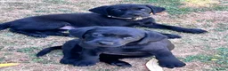 Labrador Retriever dogs for sale: Beautiful natured working Labradors  - Advert 14