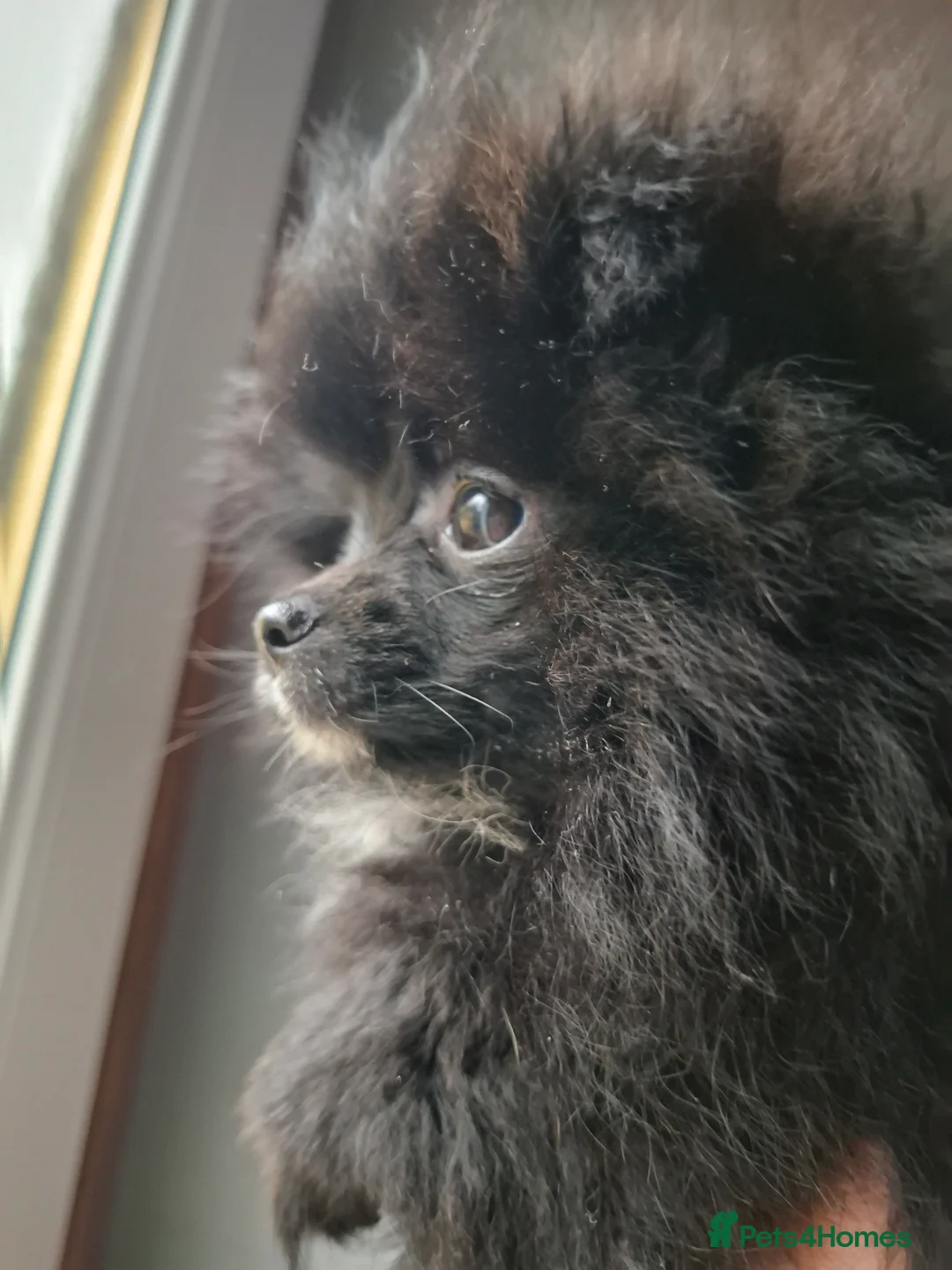 Pomeranian dogs for sale: Ready to travel to new home 🏡  - Advert 14