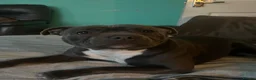 Staffordshire Bull Terrier dogs for sale: 9 month old Raven for sale - Advert 4