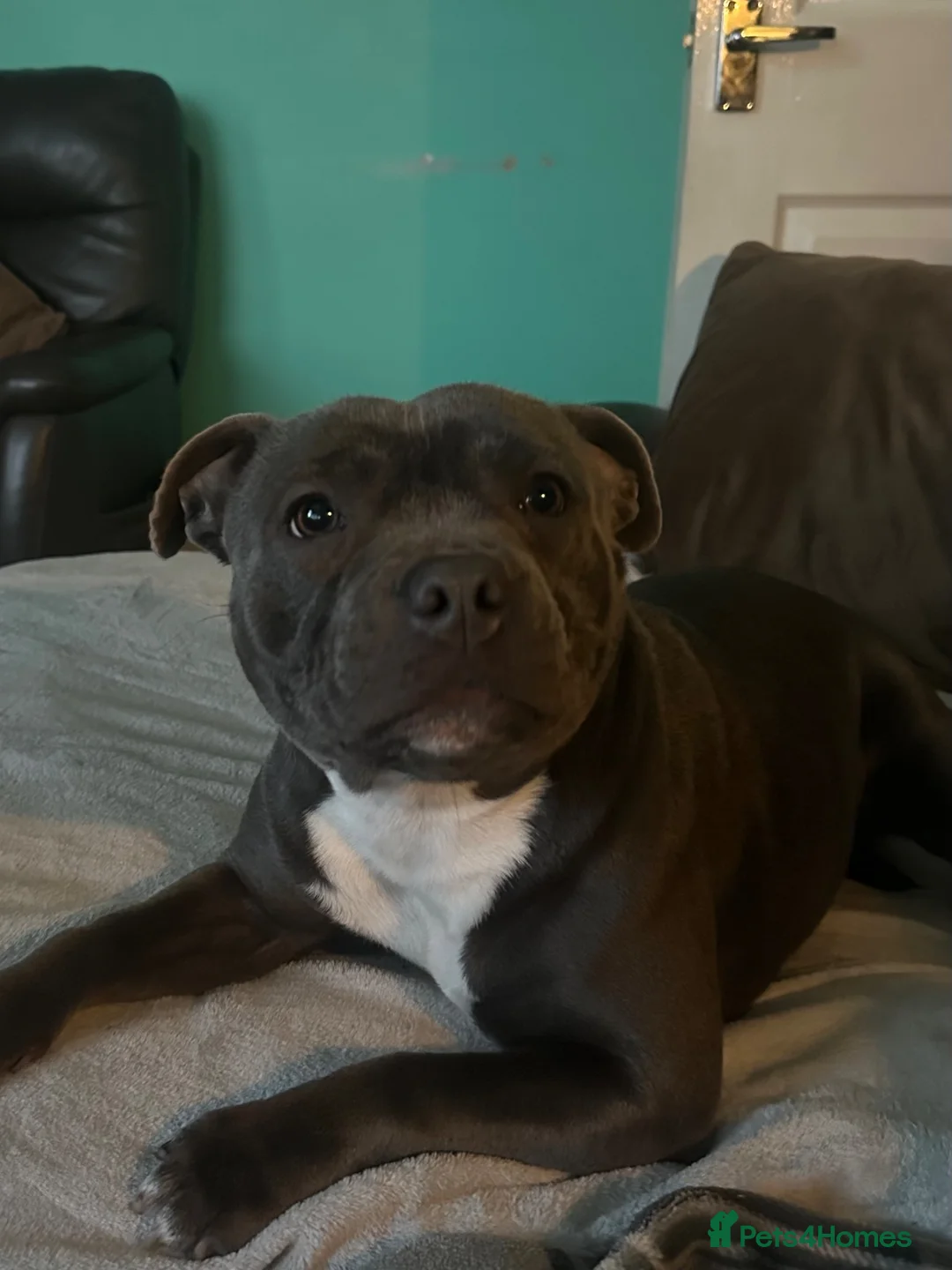 Staffordshire Bull Terrier dogs for sale: 9 month old Raven for sale - Advert 4