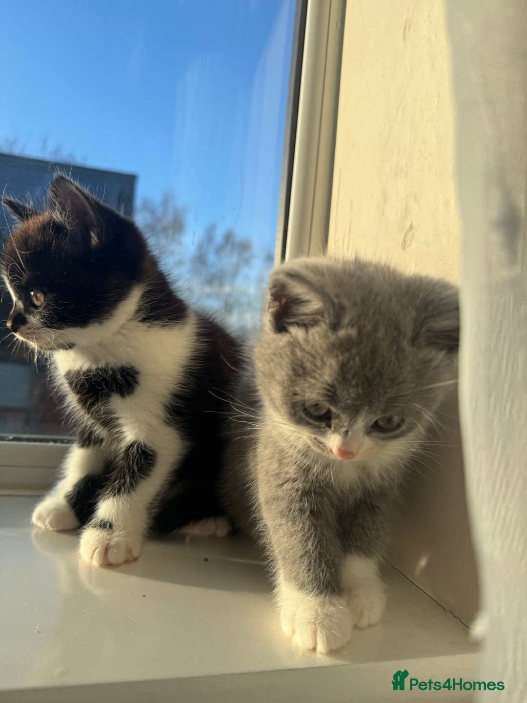 British Shorthair cats for sale: Playful British Shorthair Kittens  - Advert 8