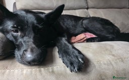 German Shepherd dogs for sale: German Shepards mainly black  - Image 7