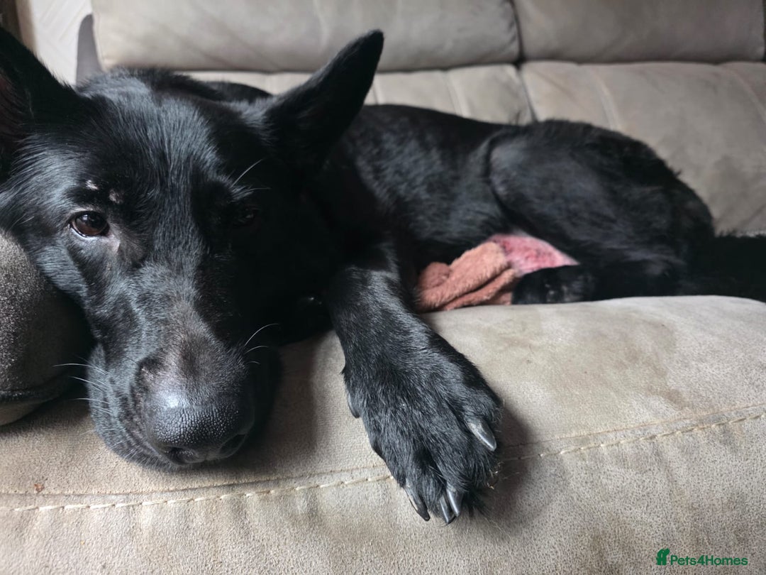 German Shepherd dogs for sale: German Shepards mainly black  - Image 7