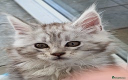 Maine Coon cats for sale: Stunning maine coon kittens - Image 13