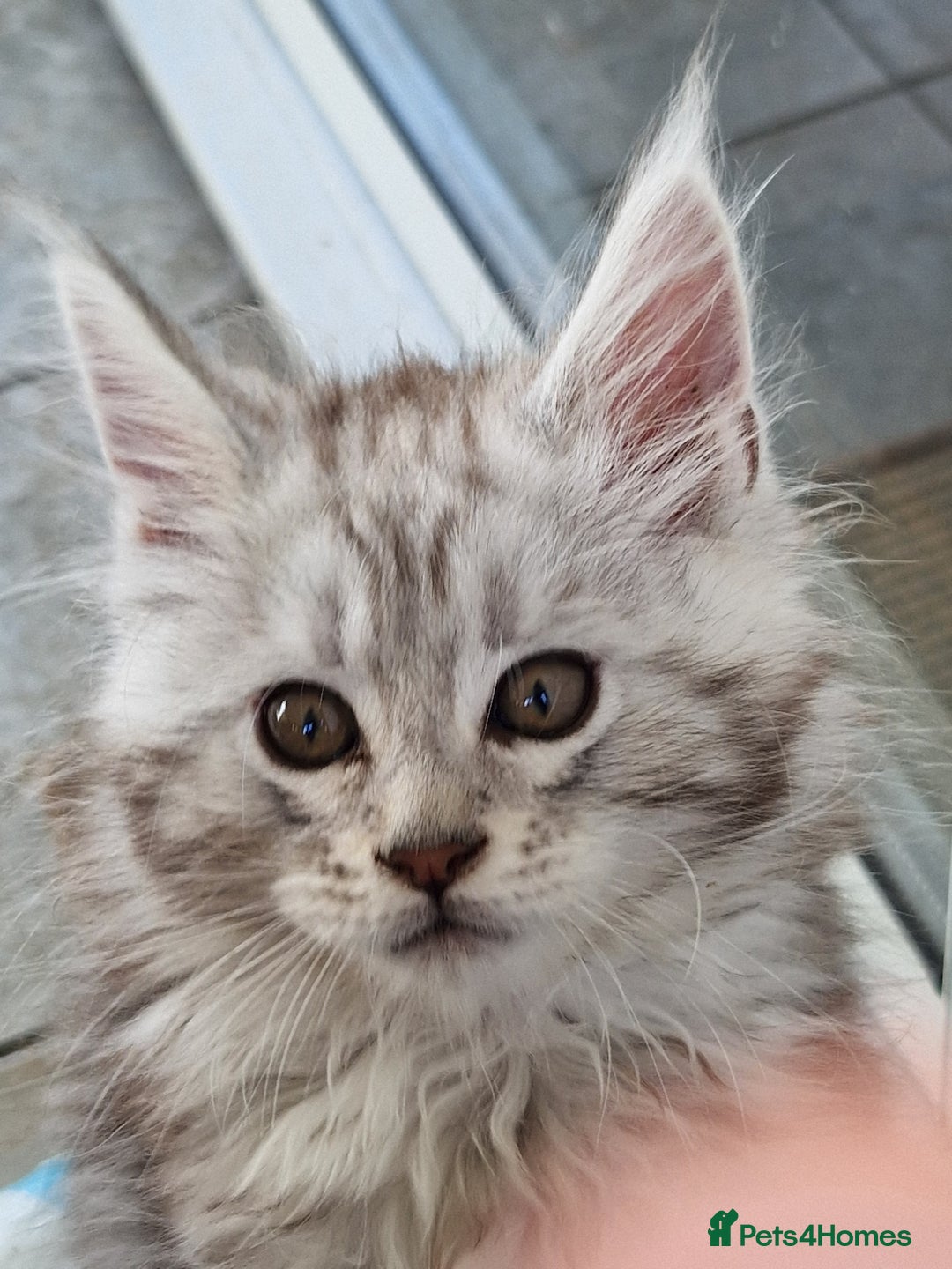 Maine Coon cats for sale: Stunning maine coon kittens - Image 13