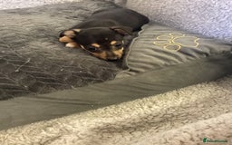 Jack Russell dogs for sale: Jack Russell puppies  - Image 19