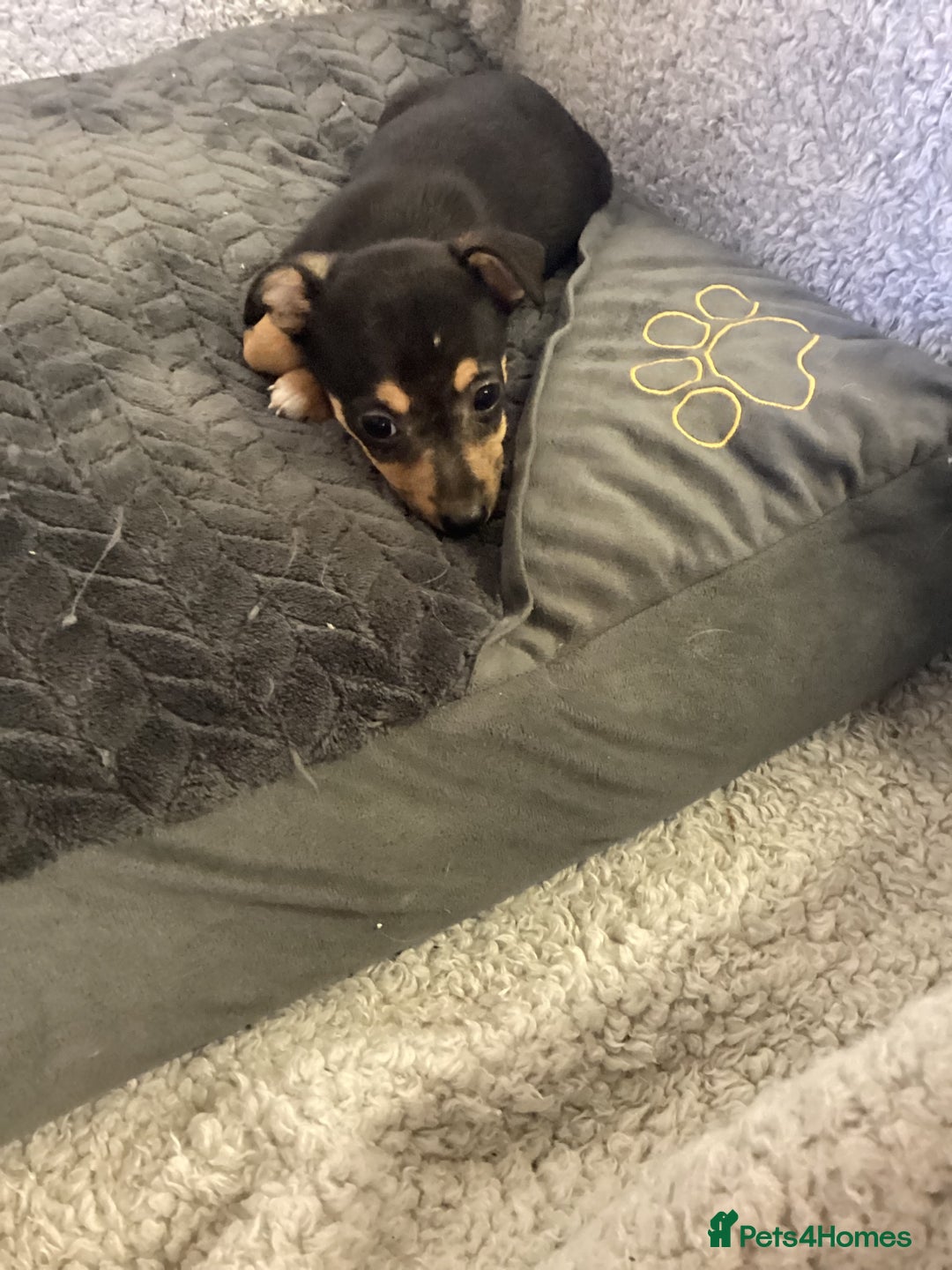 Jack Russell dogs for sale: Jack Russell puppies  - Image 19