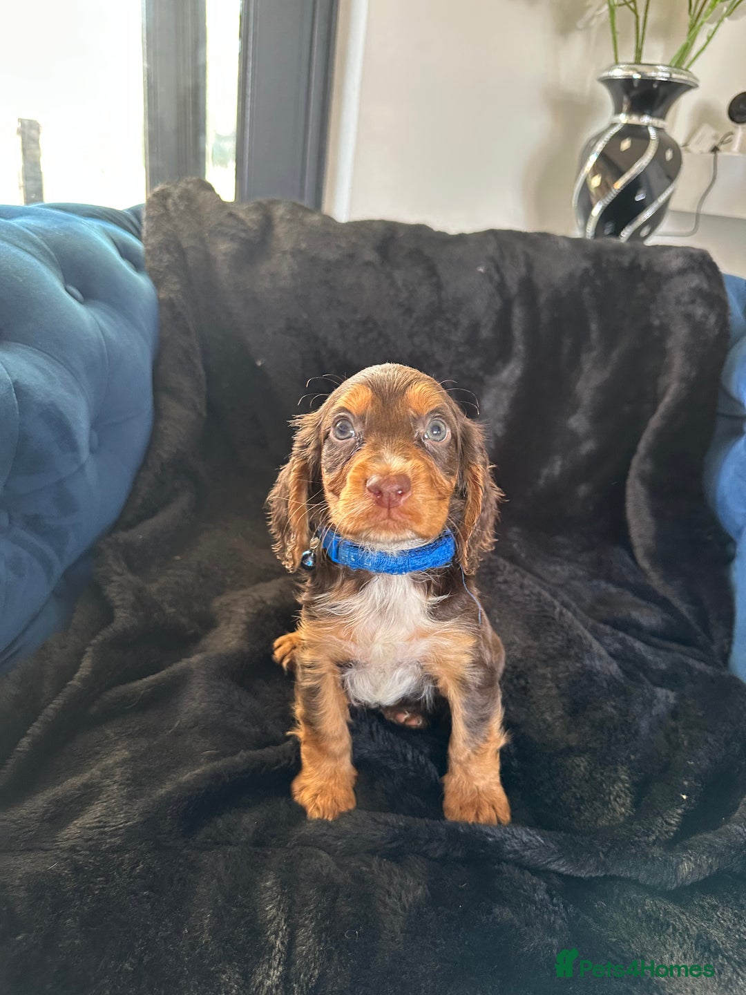 Cocker Spaniel dogs for sale: BEAUTIFUL LITTER OF TRICOLOURED COCKER SPANIELS  - Image 4