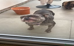 French Bulldog dogs for sale: Bella  - Image 6