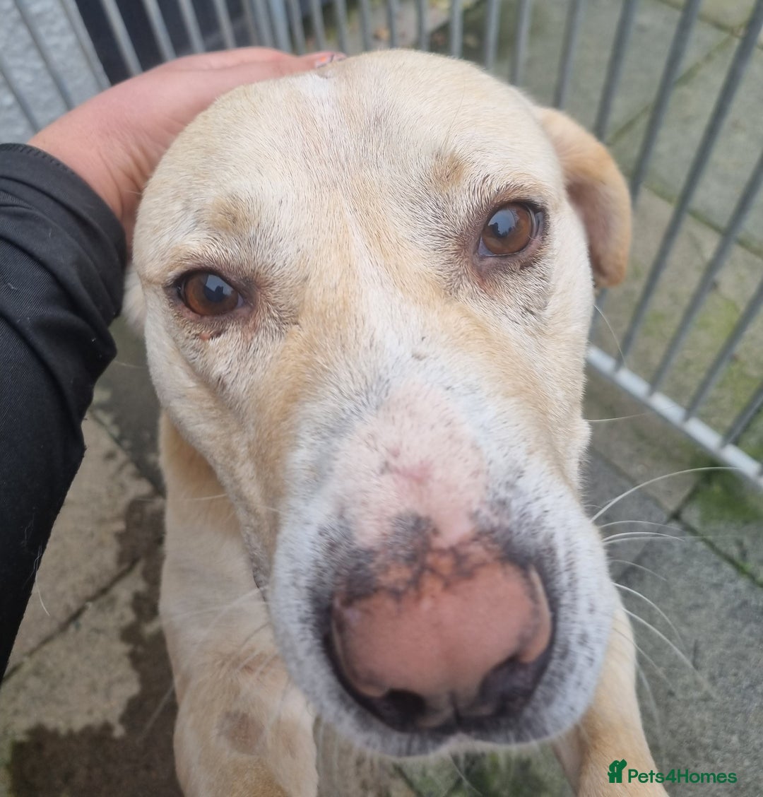 Mixed Breed dogs for adoption: Meet Gary – The Big, Gentle Goofball  - Image 5