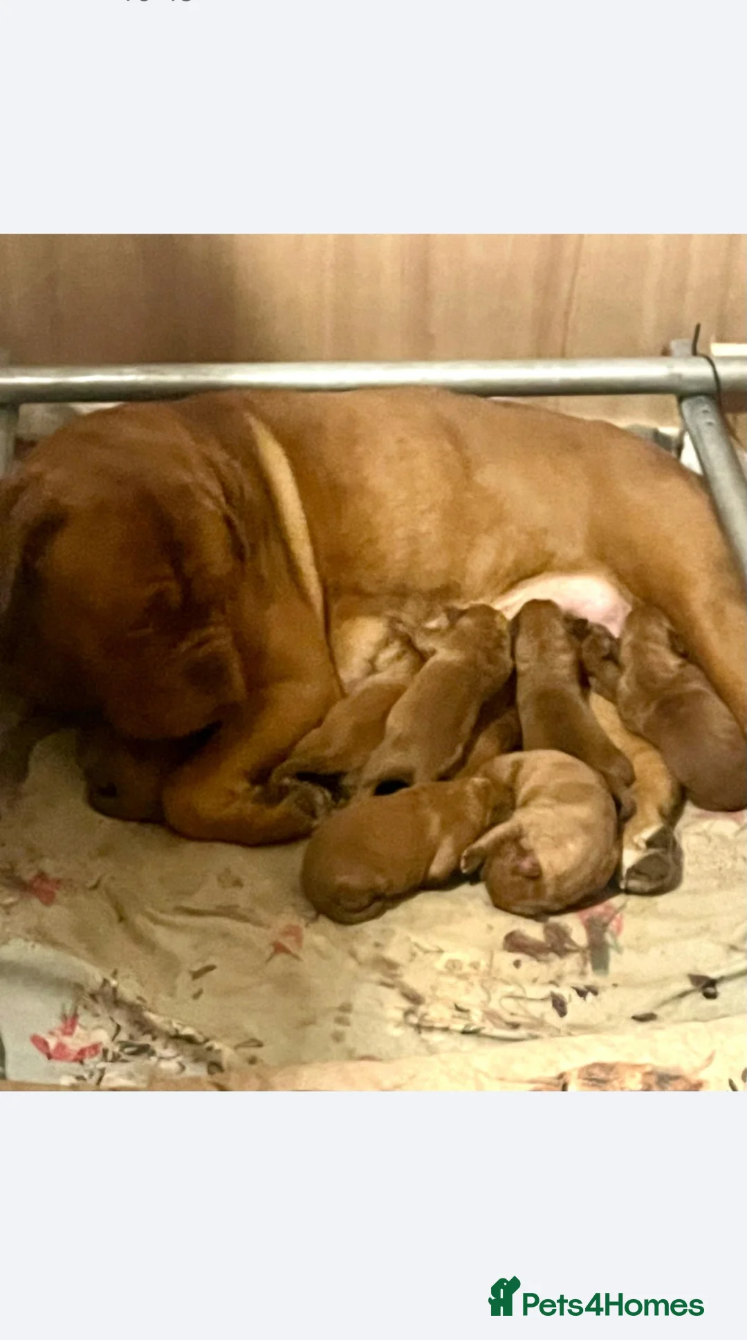 Dogue De Bordeaux dogs for sale: 9 Stunning bundles of joy - Advert 2