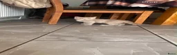 British Shorthair cats for sale: Gccf Registered kittens  - Advert 18