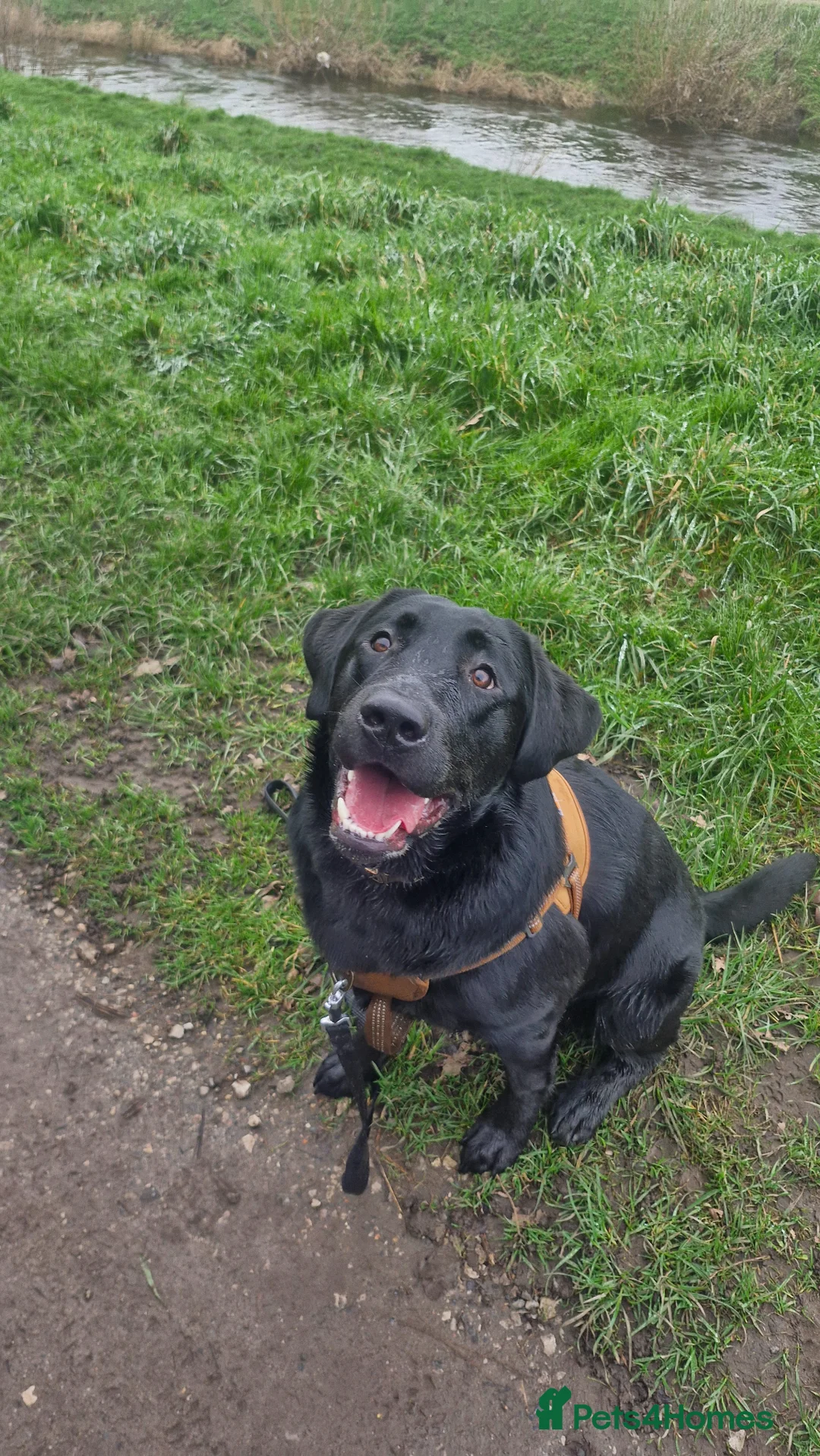 Labrador Retriever dogs for sale: Ozzy, 11 months old. For sale in Manchester - Advert 4