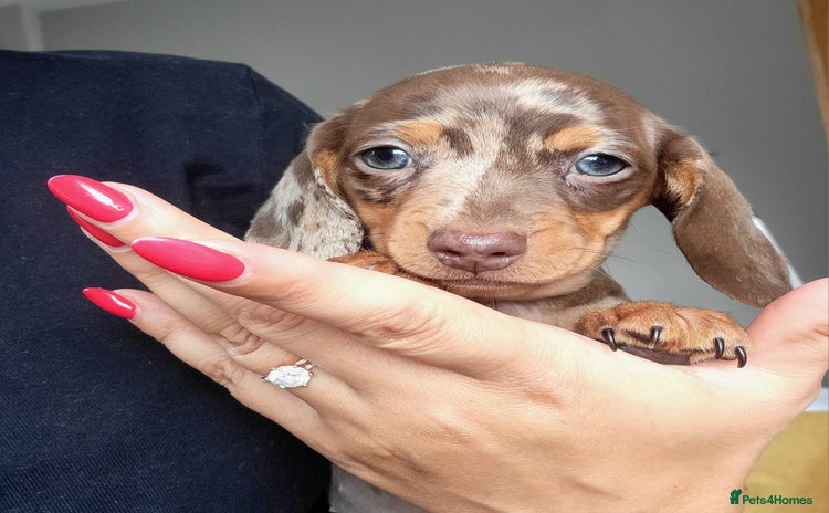 Dachshund dogs - Advert 4