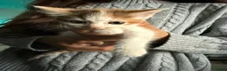 Mixed Breed cats for sale: Beautiful kittens mixed with ragdoll - Advert 11