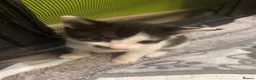 Mixed Breed cats for sale: Kittens - Advert 8