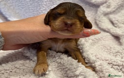 Cockapoo dogs for sale: F1 health clear stunning cockapoos - Image 12