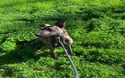 Mixed Breed dogs for sale: Billie and Evie lurcher x bullmastiff  - Image 6