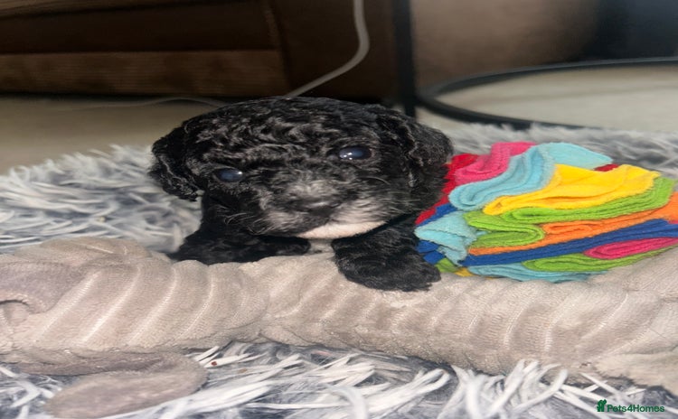 Cockapoo dogs Stunning Cockapoo Pupppies - Advert 10