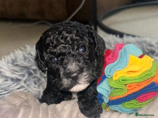 Cockapoo dogs Last Stunning Female Cockapoo Pup - Advert 17