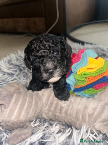 Cockapoo dogs Stunning Cockapoo Pupppies - Advert 10