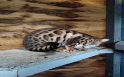 Bengal cats for sale: G5 pure Bengal kitten - Image 6