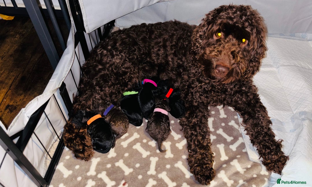 Cockapoo dogs for sale: Beautiful F1B Cockapoo Puppies Available 🐾 - Advert 1
