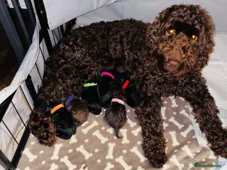 Cockapoo dogs Beautiful F1B Cockapoo Puppies Available 🐾 - Advert 8