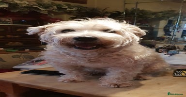 Soft Coated Wheaten Terrier dogs - Advert 9