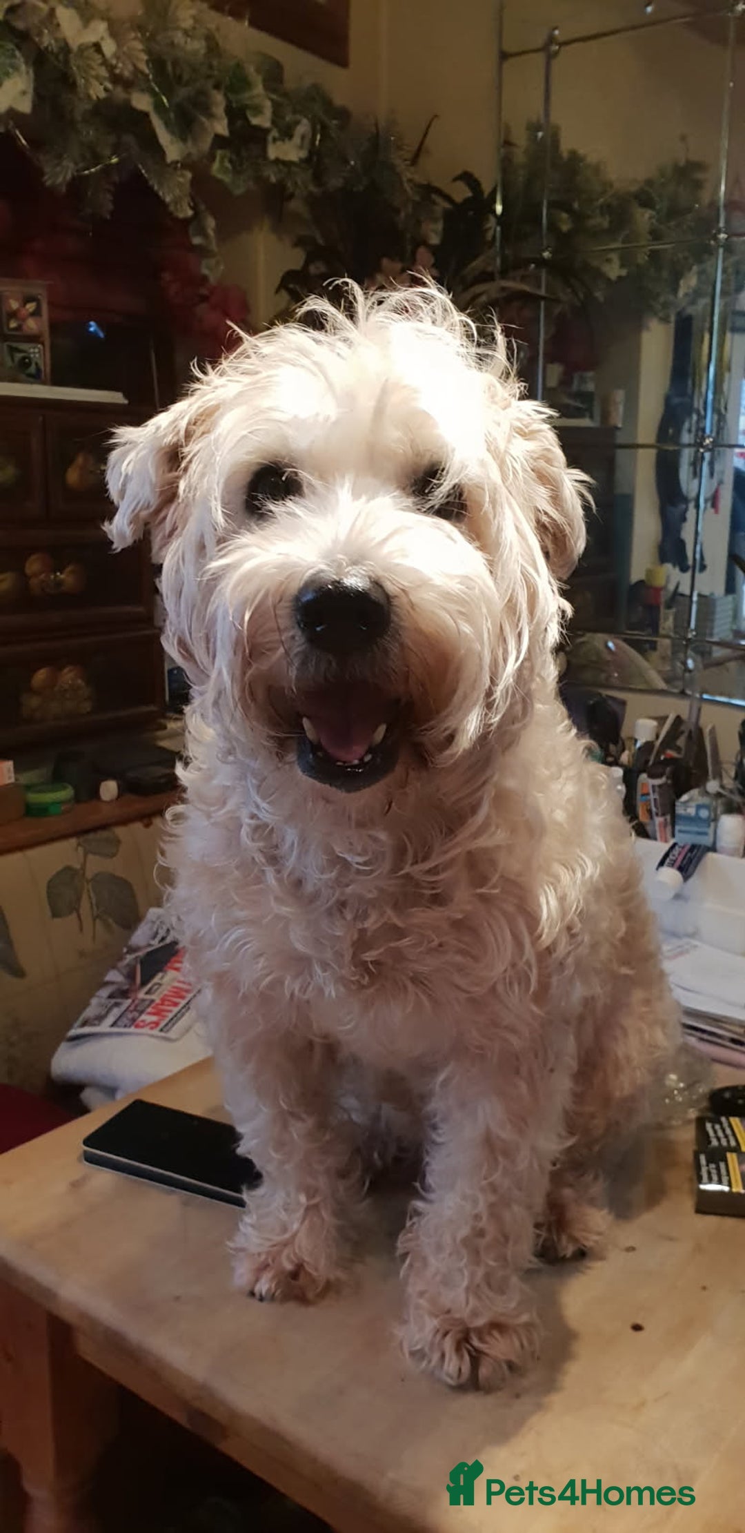 Soft Coated Wheaten Terrier dogs for sale: Soft coated Irish Wheaten terrier - Image 2