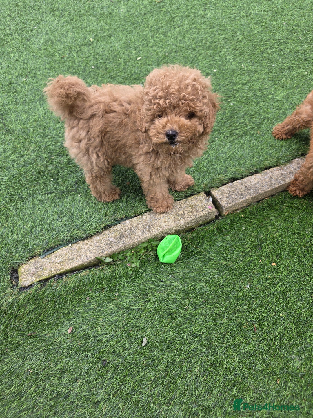 Toy Poodle dogs for sale: Toy poodle pups for sale - Image 2