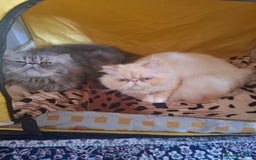 Persian cats for sale: Two beautiful boy kittens  - Image 4