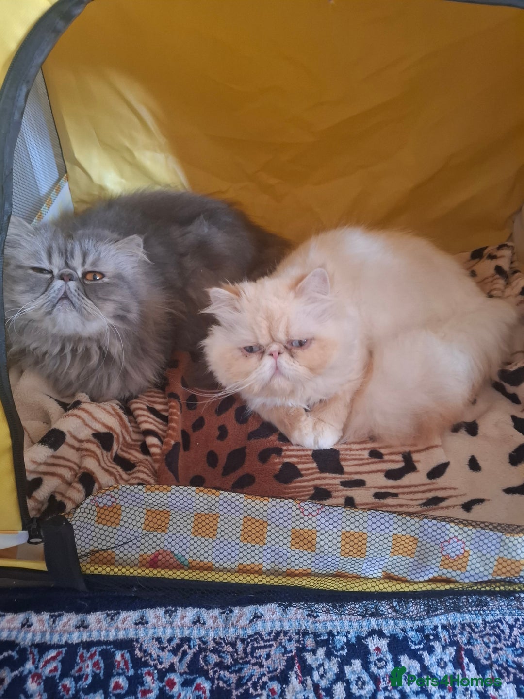 Persian cats for sale: Two beautiful boy kittens  - Image 4