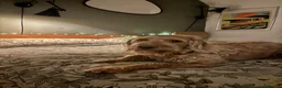 Labradoodle dogs for sale: Dexter - The sweetest labradoodle   in Minehead - Advert 8