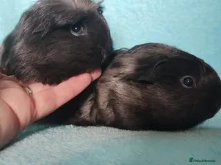 Guinea Pig rodents Baby cornet boy guinea pig delivery available now - Advert 8