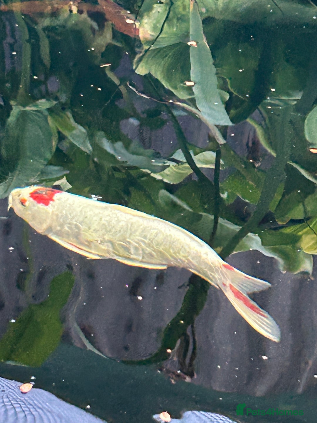 Koi Carp fish for sale: koi fish and various other fish - Image 5