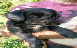 Mixed Breed dogs for sale: Three Springer Spaniel/Spitz Mittel Puppies  - Image 2